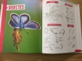 livre identification insectes zoologie